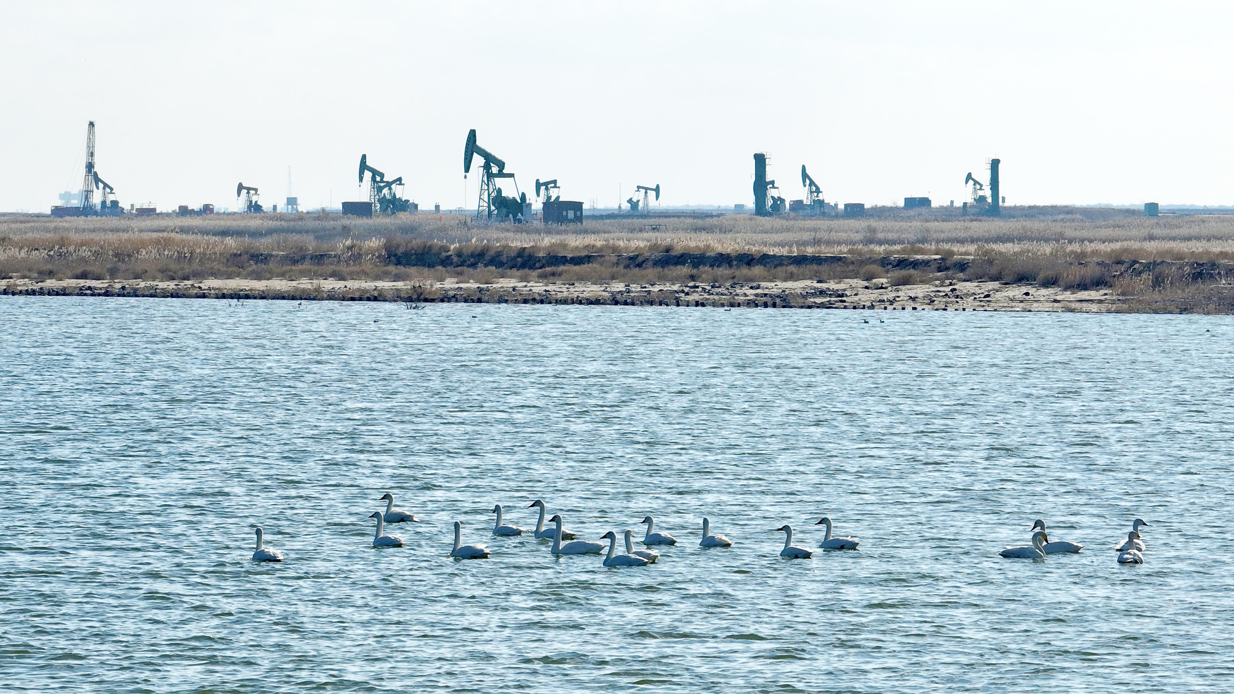 度好图（2025年11月）AG真人百家乐中国石化月(图4)